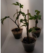 Monstera, Swiss Cheese Plant. Unique Leaf Design, Great House Plant - $18.00