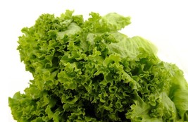 Grand Rapids Lettuce Seeds – Crisp, Heirloom, Fast-Growing, Perfect for ... - $3.27+