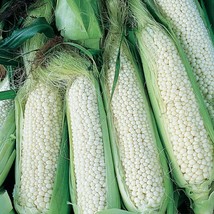 HGBO Country Gentleman White Corn Seeds 25 Seeds Ct Sweet Vegetable Garden Heirl - £6.51 GBP