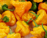 Jamaican Yellow Mushroom Hot Pepper Seeds 30 Spicy Culinary Fast Shipping - $8.99