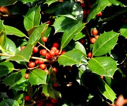20 Satyr Hill American Holly Seeds Ilex Opaca Satyr Hill US Fast Shipping - $12.40