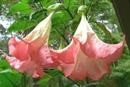 10 Frosty Pink Angel Trumpet Seeds Flowers Seed Brugmansia Datura 648 Fresh Seed - $13.75