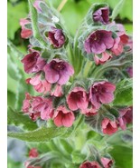 SML 20 Gyspy Flower Seeds Cynoglossum Officinale Non-Gmo Fast Shipping - $355.85 MXN