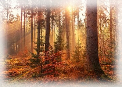 31.25&quot; X 42.5&quot; Panel Sun Up to Sun Down Trees Autumn Cotton Fabric D509.54 - $12.11