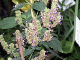 Pogostemon Cablin Patchouli Herb Seeds Garden Us Seller - $17.98