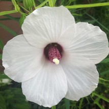 US Seller Hibiscus Dasycalyx Neches River Rosemallow 10 Seeds Fast Shipping - £12.78 GBP