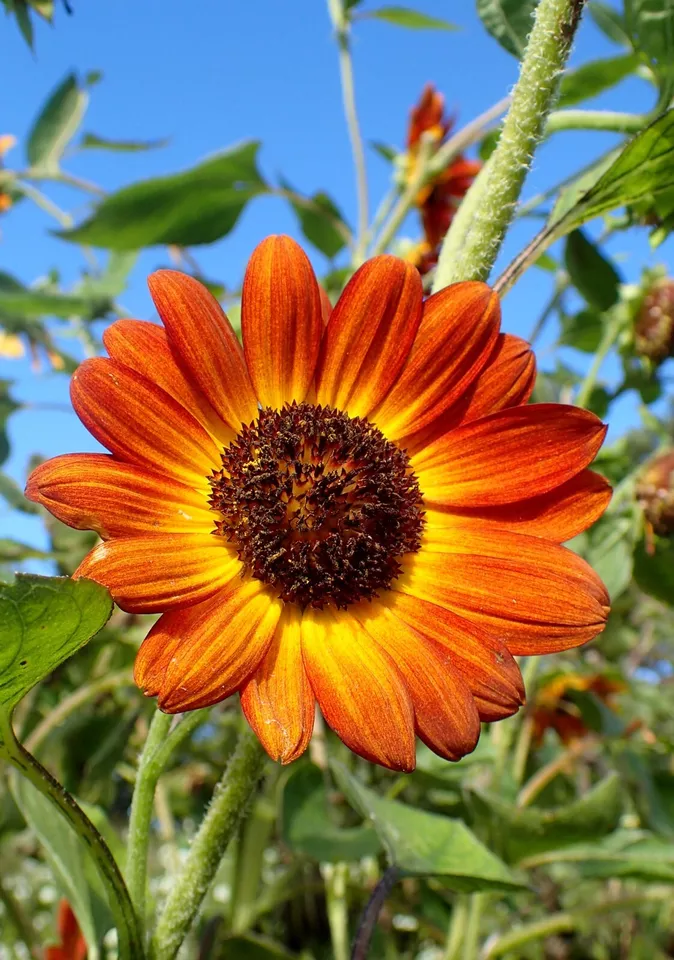 Autumn Beauty Sunflower 1 ons Seeds - $14.71
