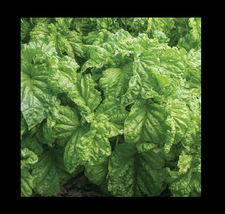 Lettuce Leaf Basil 100 -5000 Seeds Aromatic Bushy Huge abundant Leaves! ... - £1.81 GBP+
