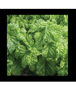 Lettuce Leaf Basil 100 -5000 Seeds Aromatic Bushy Huge abundant Leaves! Heirloom - $2.32 - $13.00