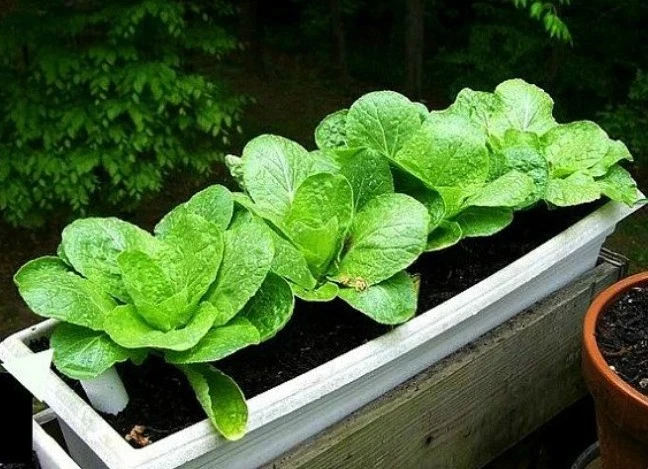 600+  Komatsuna Spinach Mustard Tendergreen Vegetable Seeds - $4.60