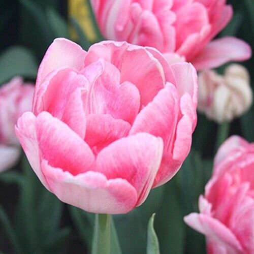 4 or 8 TULIP FOXTROT | Flowers like Peony from Pink to Red | FREE SHIPPING!! - £8.59 GBP - £14.07 GBP