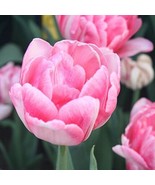 4 or 8 TULIP FOXTROT | Flowers like Peony from Pink to Red | FREE SHIPPI... - $14.92 CAD+