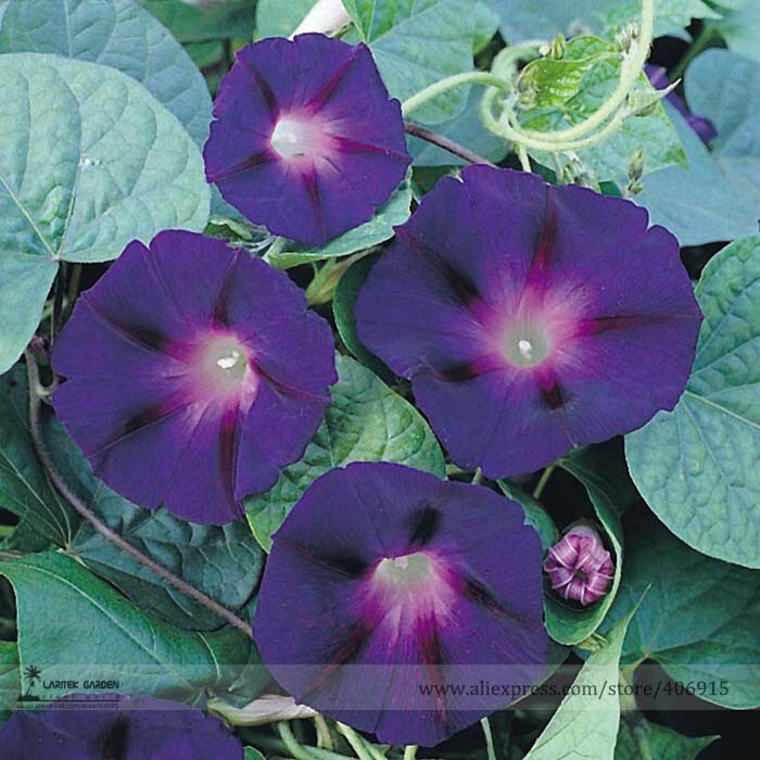 New Star Of Yelta Morning Glory Flower Seeds 50 Seeds - $7.99