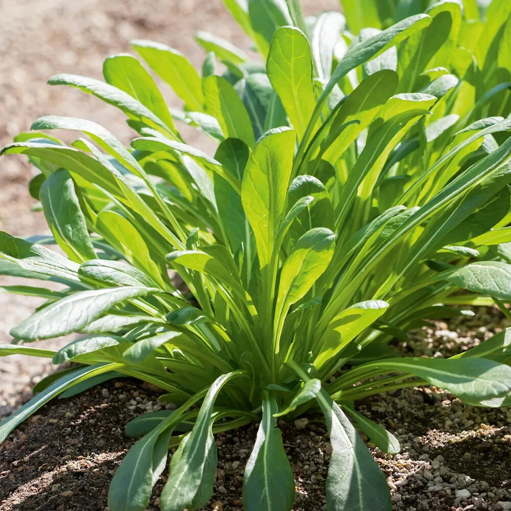 Mibuna Chinese Cabbage Seeds, NON-GMO, Chinese Broccoli, Chinese Kale,  - $6.85