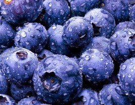 USA-Seller 50+pcs BLUEBERRY SEEDS Highbush Mix Perennial Fruit - £3.14 GBP