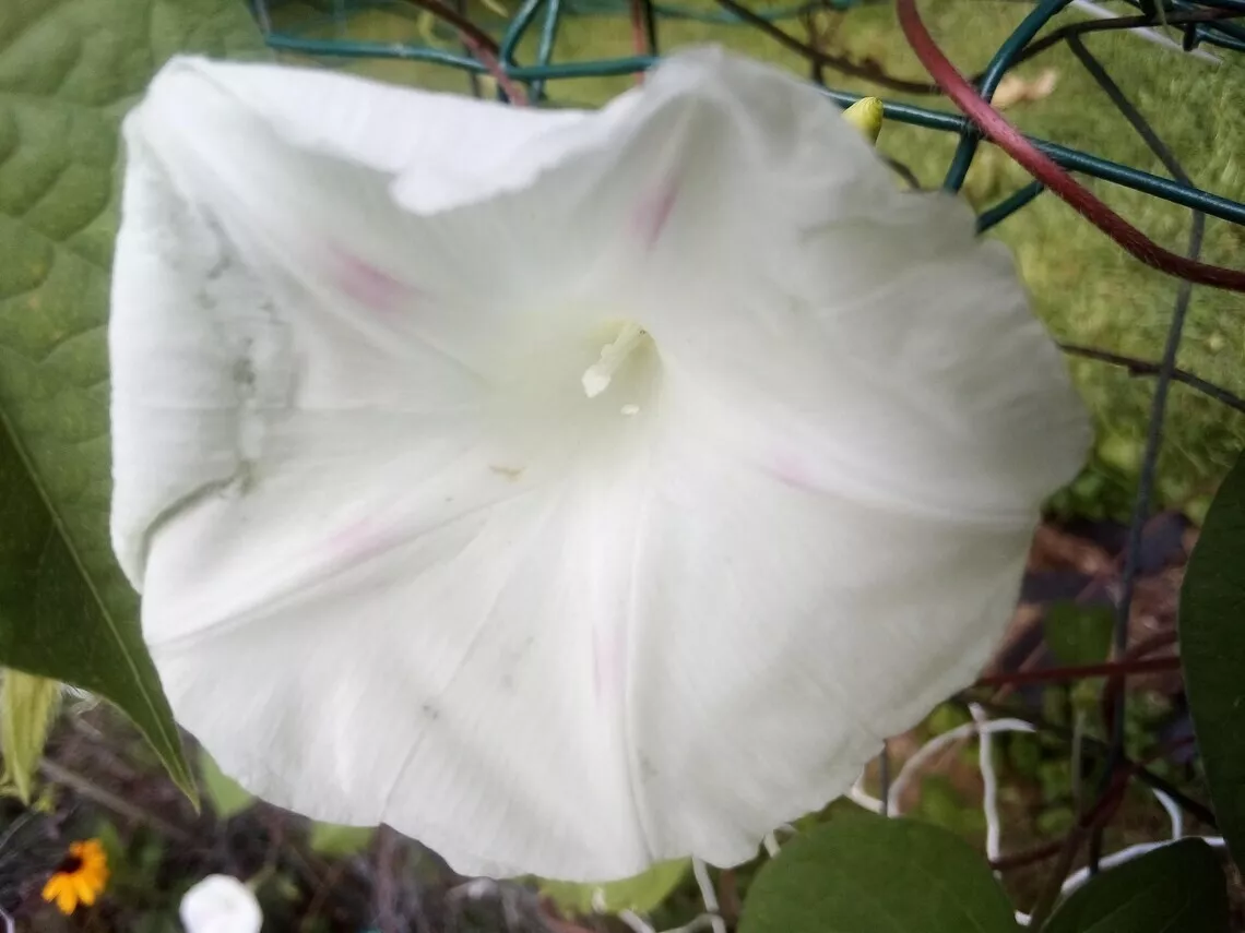 20 SEEDS WHITE MORNING GLORY HEIRLOOM - $5.52