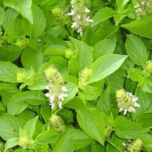 US Seller Mrs. Burns Lemon Basil Seeds 500 Citrus Herb Ocimum Basilicum - £6.87 GBP