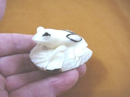 TNE-FROG-529-B) white FROG on leaf amphibian TAGUA NUT Figurine carving ... - $27.79