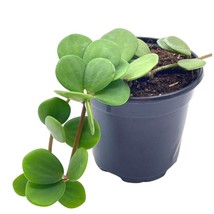 Peperomia Hope, Peperomia rotundifolia, pecuniifolia in a 4 inch Pot, Very Fille - £11.87 GBP