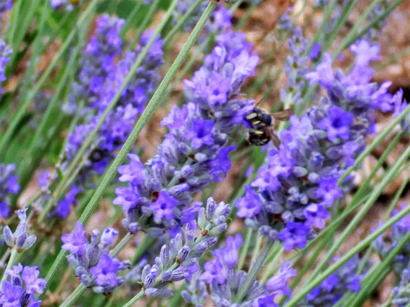 150 Seeds Portuguese SPIKE LAVENDER Lavandula Latifolia Blue Purple Flower Herb  - £10.56 GBP