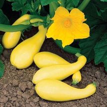 10 Seeds Summer Yellow Squash Vegetable - £7.72 GBP