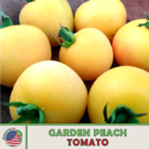  Garden Peach Tomato 10 Seeds, Heirloom, Open-Pollinated, Non-GMO, Genuine USA - $11.30