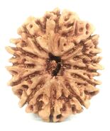 12 Mukhi Rudraksha - Collector Size Nepal Origin Bead - 27.78 mm - IGL C... - €164,56 EUR