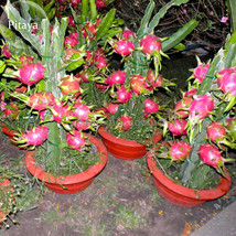 Hai&#39;nan Pink Pitaya Dragon Fruit Cactus Plant, 100 Seeds, bonsai tasty sweet pit - £2.78 GBP