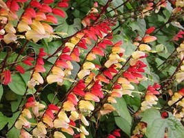 LWSTORE 10 Firecracker Vine Flower Mina Lobata Exotic Love Spanish Flag Ipomoea  - $10.06