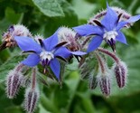 200 Borage Herb Seeds Pest Repellent Heirloom Non Gmo Fresh Fast Shipping - £7.22 GBP