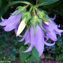 New Fresh Campanula Trachelium Nettle-Leaf Bellflower Seed - £8.47 GBP