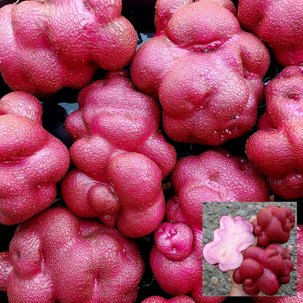 4 Peruvian Andean Potato Seeds - Lookin Llumpy - £11.71 GBP