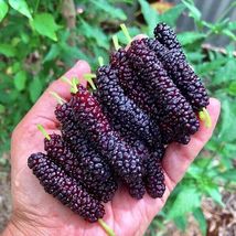 Mulberry (morus Rubra) tropical fruit tree 24”-36” - £60.05 GBP