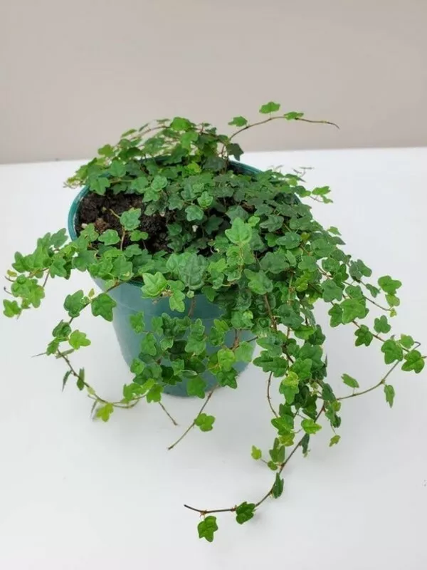 1 Ficus Quercifolia Mini Oakleaf Creeping Fig Plant for Garden - $42.00