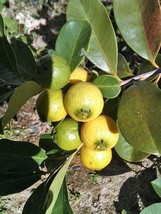 Psidium Guineense Brazilian Or Sour Guava 5 Seeds Fast Ship USA Seller  - $28.58