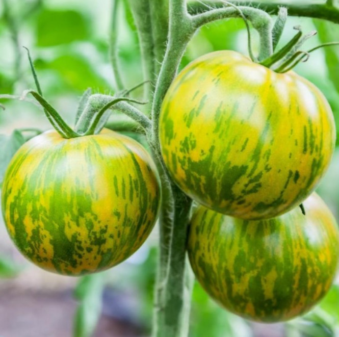 Tomato Green Zebra Indeterminate Unique Heirloom Sweet &amp; Zingy Non-Gmo 5... - $7.96