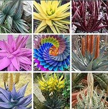 US Seller 500Pcs Charming Aloe Mix Seeds New Fresh Seeds - £14.20 GBP