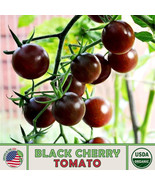 S_SH 10 Black Cherry Tomato Seeds, Organic, Open-Pollinated, Non-GMO - $8.12