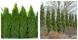APPROX 14-18 INCH - THUJA &#39;FULL SPEED A HEDGE - AMERICAN PILLAR&#39; - PLANT  - £44.82 GBP