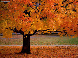 American Sycamore qt. pot (Platanus occidentalis) - $10.95