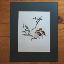 Kernbeisser Haw Finchs Gros Becs Oiseaux Aquarelle Mat Signée Imprimé - $87.11