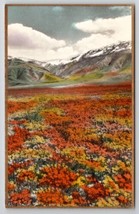 California Poppies Field CA Fred Martin Hand Colored Gilded Photo Postcard I30 - £15.73 GBP