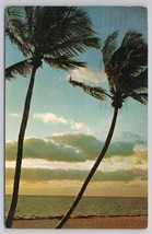 1964 Sunset Sky Silhouetted Trees Over Florida Palm Beach Scene Vintage Postcard - £11.15 GBP