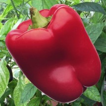 Red Knight Sweet Bell Pepper Seeds Gardening Fresh USA Shipping - £9.48 GBP