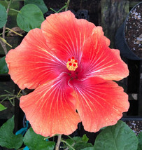 Seeds! Exotic Tropical Hibiscus Hybrid Seeds - Fireball x Sun Showers - Organic - $32.75