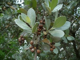 30 Seeds Silver Buttonwood Conocarpus Erectus Var. Sericeus  - £15.65 GBP
