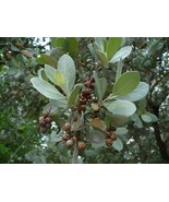 30 Seeds Silver Buttonwood Conocarpus Erectus Var. Sericeus  - £15.78 GBP