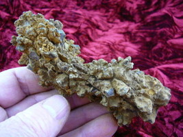 (pp280-756) 5-1/2 Genuine Fossil Madagascar TURTLE POOP Coprolite DUNG d... - £25.66 GBP