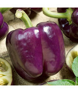 Purple Beauty Purple Bell Pepper Sweet Capsicum Annuum Vegetable Seeds F... - €22,28 EUR