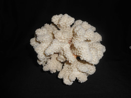 White Branch Coral Specimen Natural Sea Tropical Nautical Decor Brown Stem 2lb - £51.43 GBP